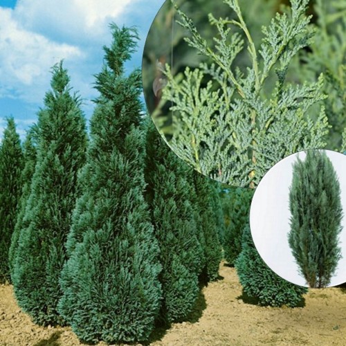 Chamaecyparis lawsoniana 'Columnaris' - Kalifornia ebaküpress 'Columnaris' C2/2L